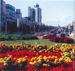 奎屯市区